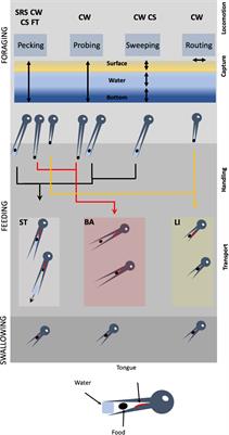 Repertoire of food acquisition behaviors in Western Palearctic shorebirds (Aves, Charadriiformes)